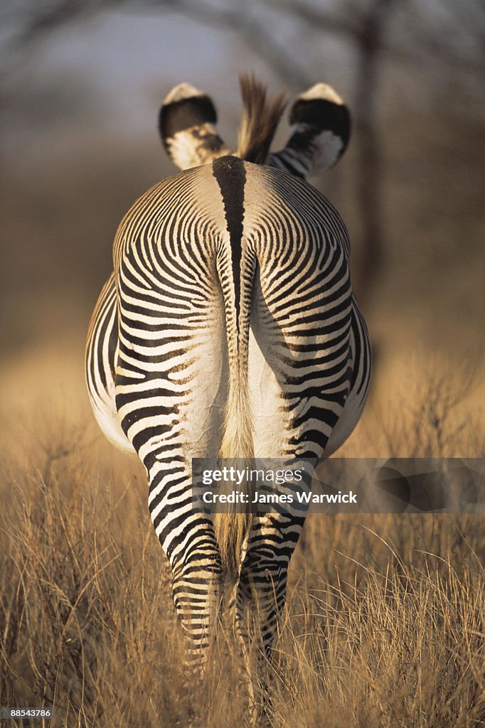 Grevy's zebra behind