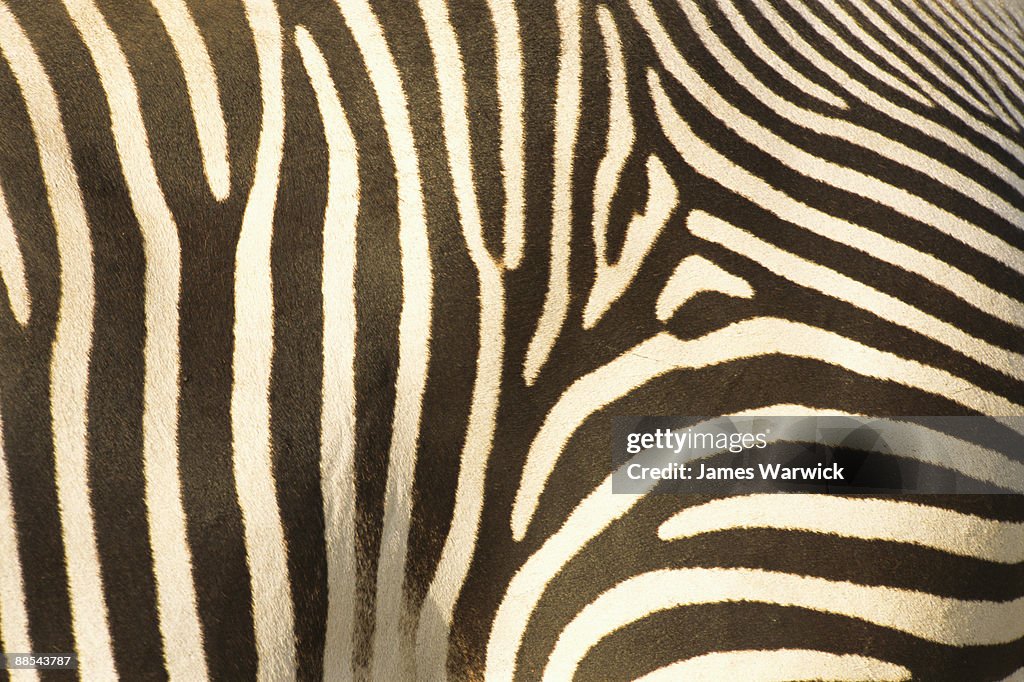 Grevy's zebra stripe pattern detail