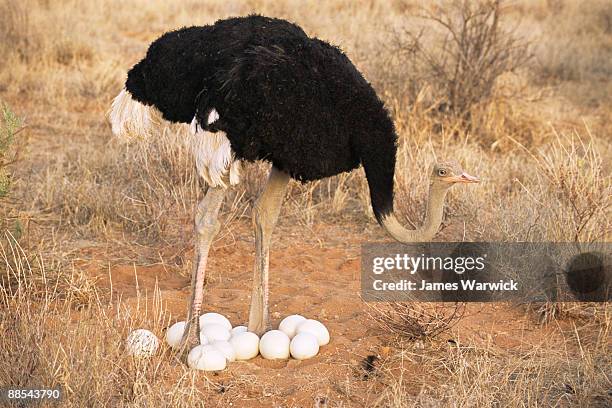 ostrich father with eggs  - ostrich ストックフォトと画像