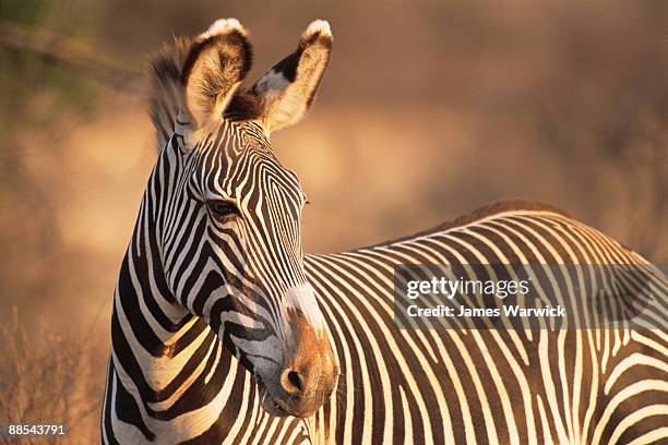 grevy's zebra portrait at dawn - samburu-national-park stockfoto's en -beelden