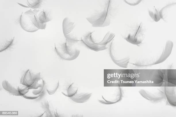 white feather - feather floating stock pictures, royalty-free photos & images