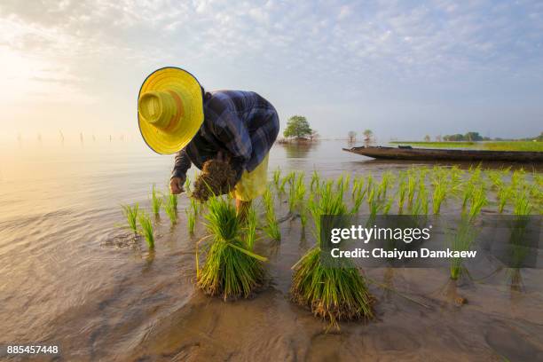 Puddling Rice Field Puddled Fields Photos and Premium High Res Pictures - Getty Images