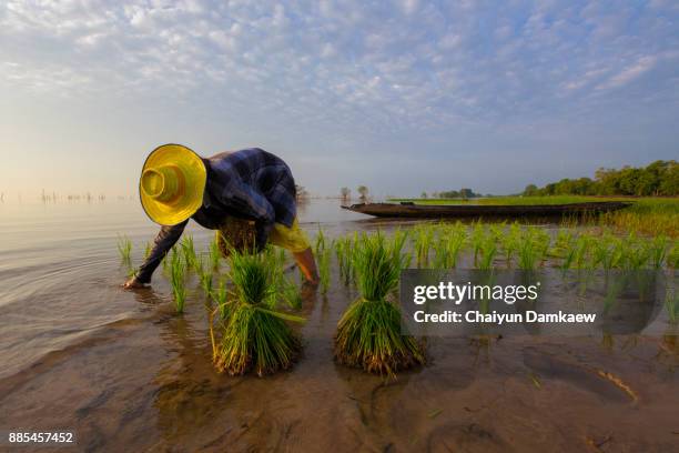 Puddling Rice Field Puddled Fields Photos and Premium High Res Pictures - Getty Images