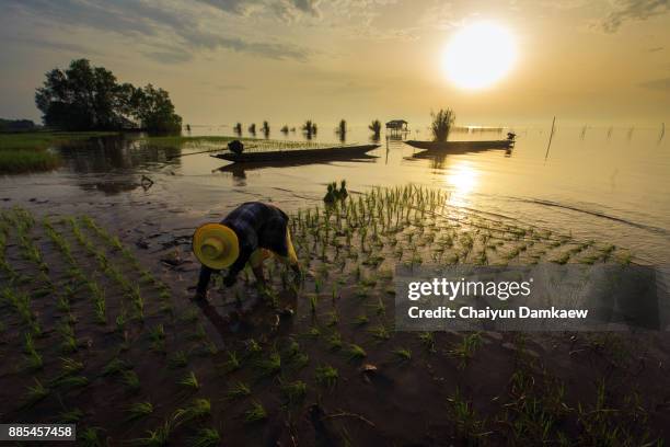 Puddling Rice Field Puddled Fields Photos and Premium High Res Pictures - Getty Images
