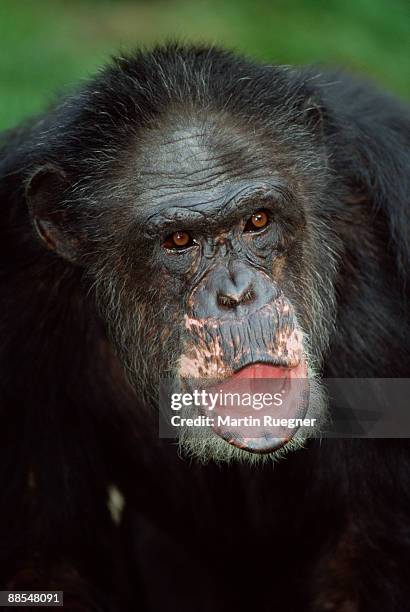 chimpanzee with open mouth - chimpanzee teeth stockfoto's en -beelden
