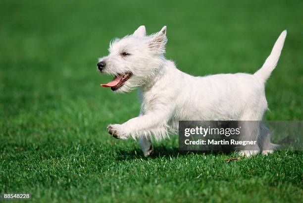 highland terrier running in field - west highland white terrier imagens e fotografias de stock