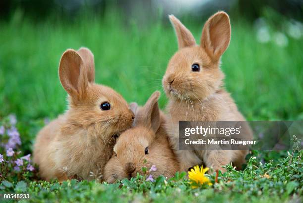 rabbits in meadow - rabbit stock pictures, royalty-free photos & images