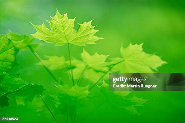 maple leaves - norway maple stockfoto's en -beelden