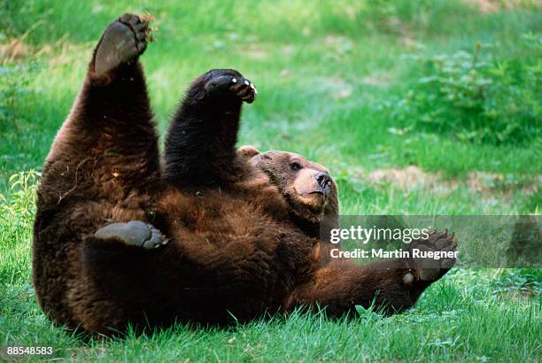 brown bear rolling in grass - bear lying down stock pictures, royalty-free photos & images