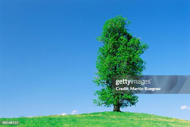 isolated elm tree on hill - elm tree stockfoto's en -beelden