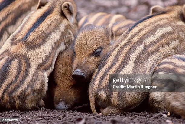 wild boars snuggling - keutje stockfoto's en -beelden