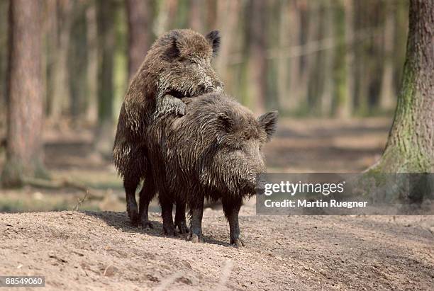 wild boars mating - accouplement animal photos et images de collection