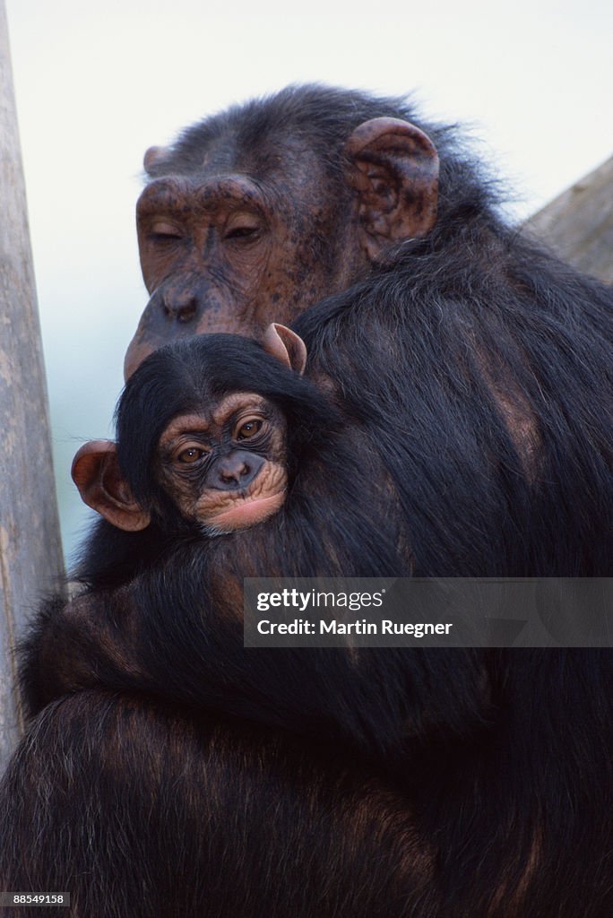 Mother and offspring chimpanzees