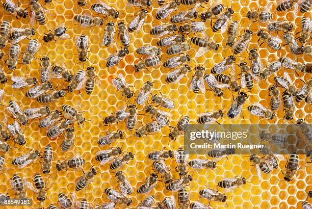 honey bees on honeycomb - bee hive ストックフォトと画像