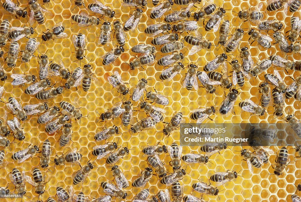 Honey bees on honeycomb
