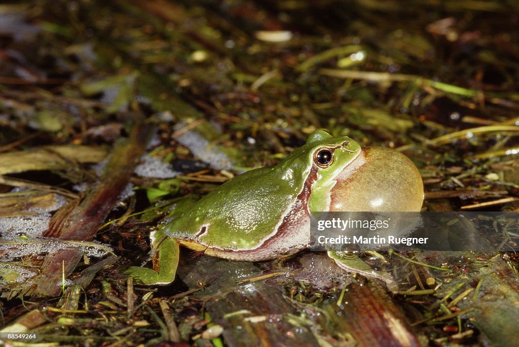 Croaking Common Tree Frog Croaking High-Res Stock Photo - Getty Images