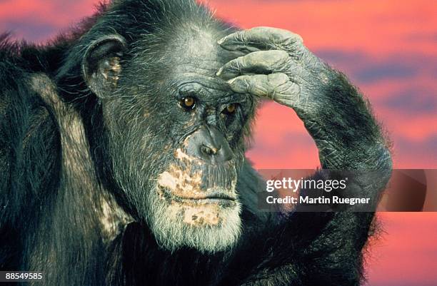 perplexed chimpanzee - scratching head stock pictures, royalty-free photos & images