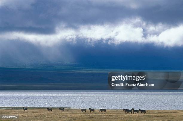 ngorongoro crater lake and zebras, tanzania - mountain zebra nationalpark stock-fotos und bilder