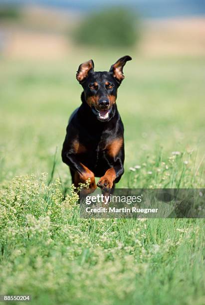 doberman pinscher - dobermann stock-fotos und bilder