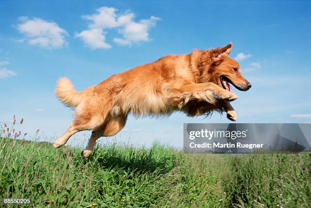 golden retriever jumping - dog mid air stock pictures, royalty-free photos & images