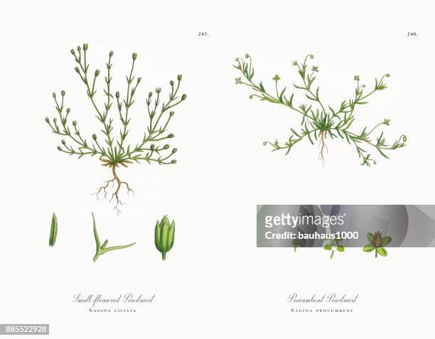 kleinen blühenden mastkraut sagina ciliata, viktorianischen botanische illustration, 1863 - sandwort stock-grafiken, -clipart, -cartoons und -symbole