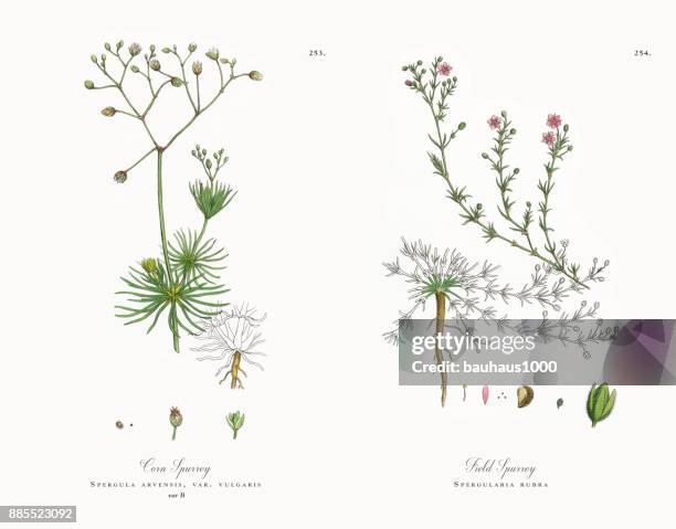 mais-spörgel, spergula arvensis, viktorianischen botanische illustration, 1863 - sandwort stock-grafiken, -clipart, -cartoons und -symbole