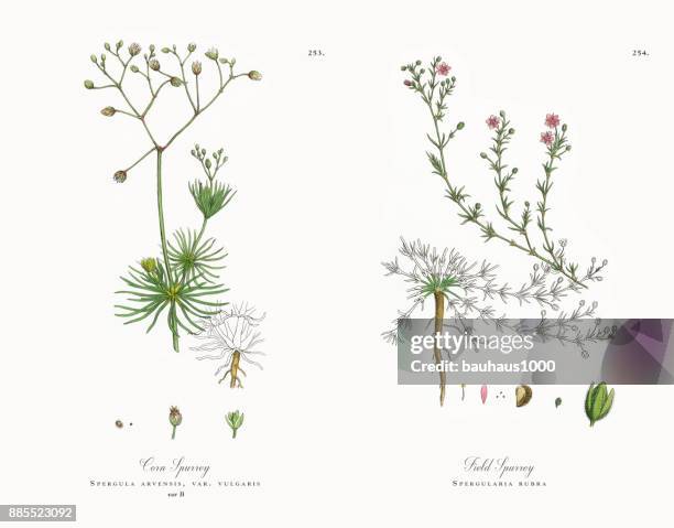 ilustraciones, imágenes clip art, dibujos animados e iconos de stock de maíz morisonii, spergula arvensis, victoriano ilustración botánica, 1863 - chickweed