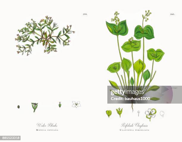 wasser blinkt, montia fontana, viktorianischen botanische illustration, 1863 - sandwort stock-grafiken, -clipart, -cartoons und -symbole