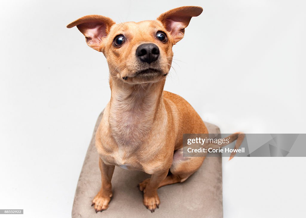 Chihuahua dog, on white background 