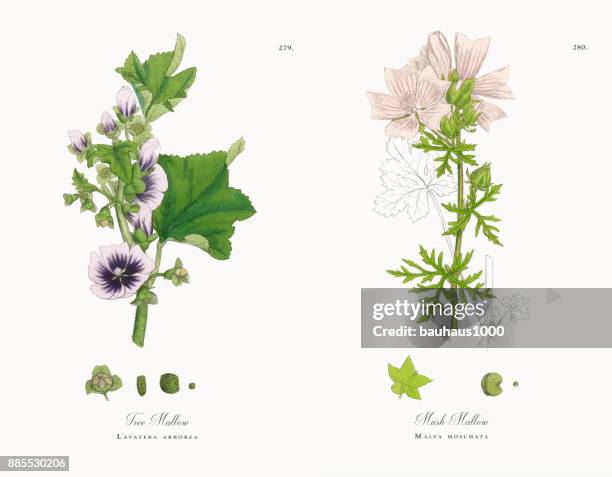 ilustraciones, imágenes clip art, dibujos animados e iconos de stock de malva del árbol, lavatera arborea, victoriano ilustración botánica, 1863 - malva