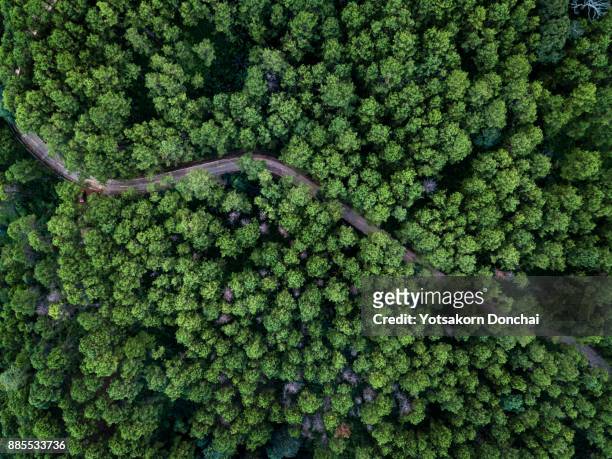bird eye view from drone of pines forest in chiang rai province, thailand - horizontal stock pictures, royalty-free photos & images