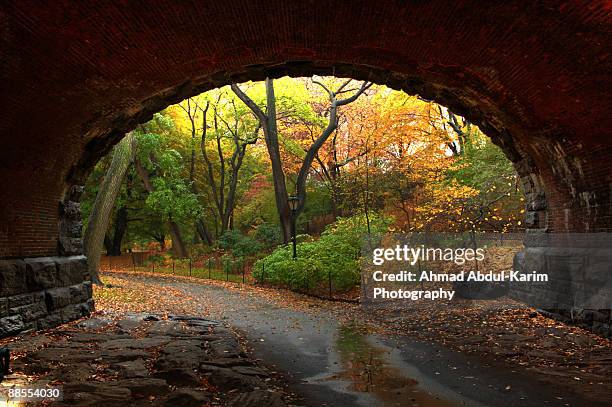 autumn fall in central park - central park bildbanksfoton och bilder