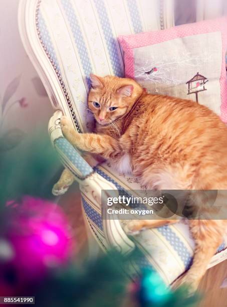 fat ginger cat is relaxing near christmas tree - fat cat stock pictures, royalty-free photos & images