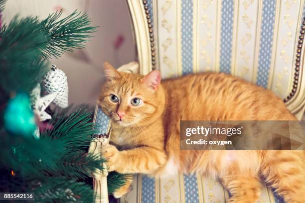 fat ginger cat is relaxing near christmas tree - fat cat stock pictures, royalty-free photos & images