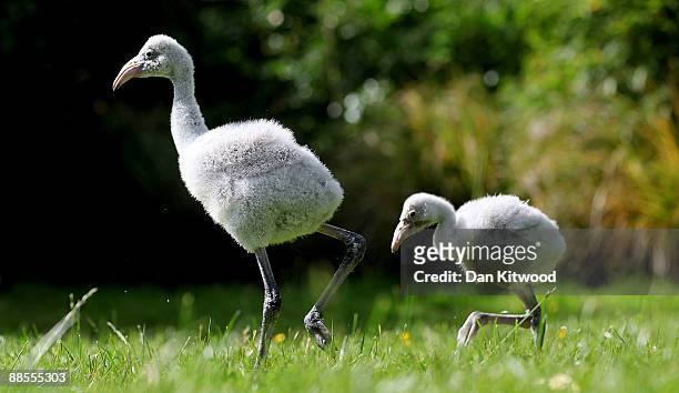 Two baby Flamingos take their first steps at London Zoo on June 18, 2009 in London, England. The one-month-old pair of birds called Little and Large...