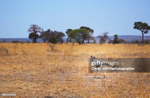 secretary bird with acacia trees in background in tarangire national park, tanzania - secretarisvogel stockfoto's en -beelden