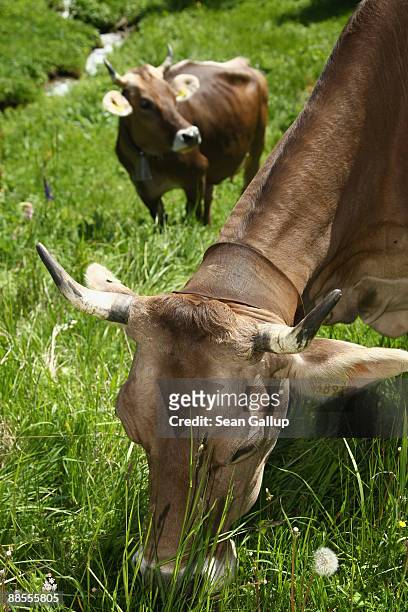 Dairy cow with a heavy bell around its neck grazes on grass in the alpine landscape on June 12, 2009 near St. Moritz, Switzerland. Grazing cows are a...