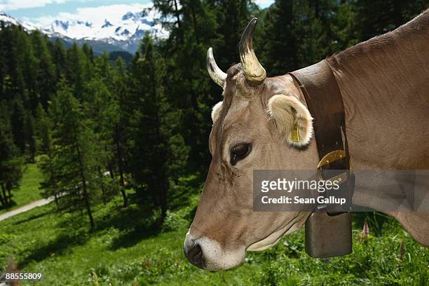 Dairy cow with a heavy bell around its neck grazes on grass in the alpine landscape on June 12, 2009 near St. Moritz, Switzerland. Grazing cows are a...
