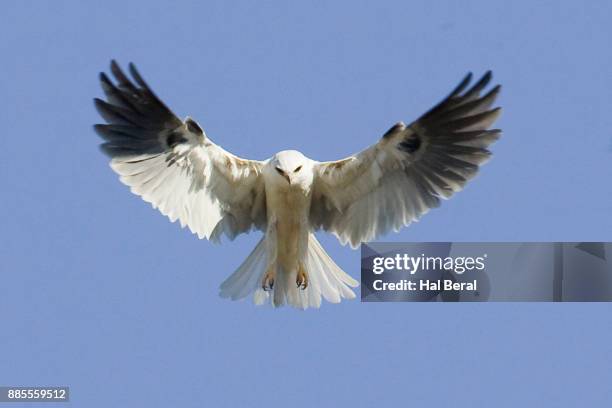 white-tailed kite hovering - white tailed kite stock pictures, royalty-free photos & images