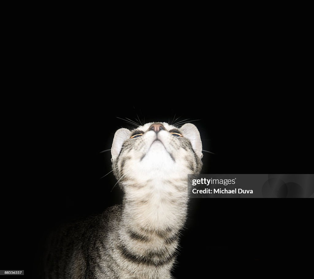 Studio shot of cat on black background