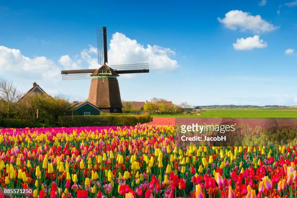 scena primaverile olandese - netherlands foto e immagini stock