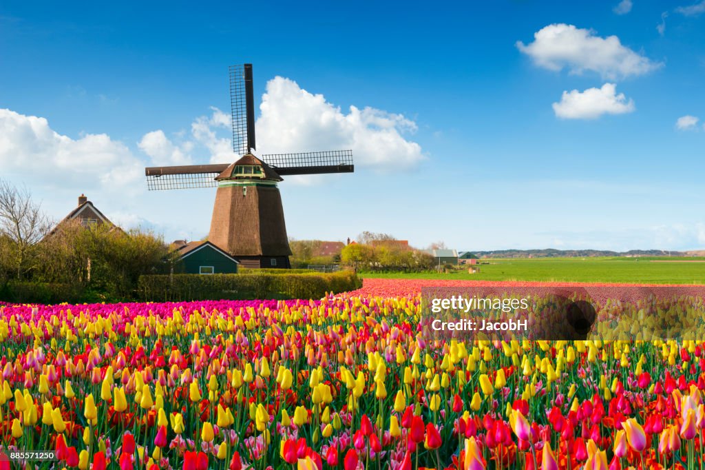 Dutch Spring Scene
