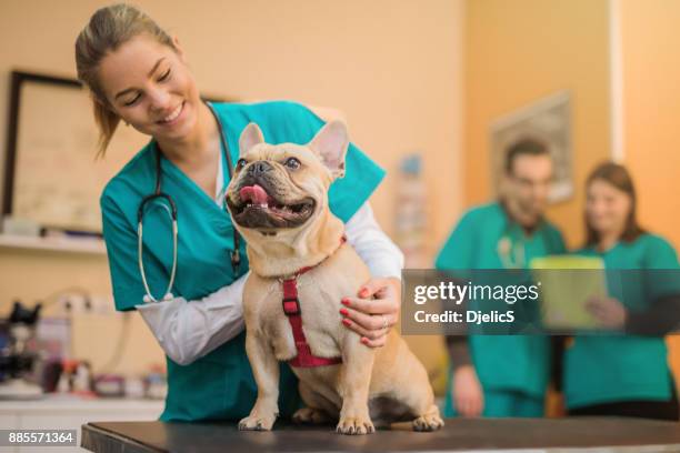 junge französische bulldogge auf den besuch beim tierarzt. - veterinarian stock-fotos und bilder