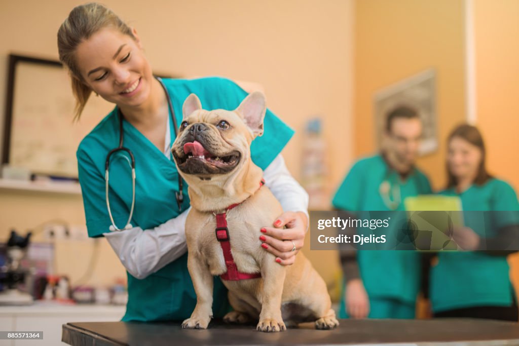 Jovem buldogue francês sobre a visita ao veterinário.