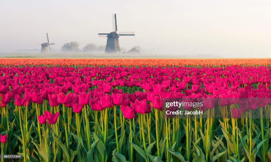 Dutch Spring Farming Dutch Spring Scene High-Res Stock Photo - Getty Images