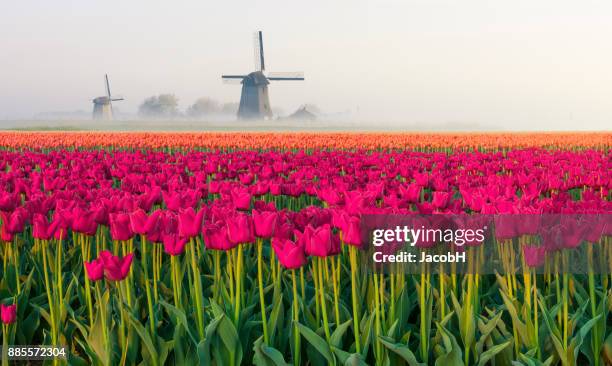 Dutch Spring Background 1,504 Jacobh Stock Photos, High-Res Pictures, and Images - Getty Images