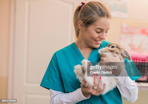 美麗的女獸醫抱著一個兔子。 - 兔 動物 個照片及圖片檔