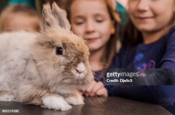 adorable bunny on the visit to the vet. - worried pet owner stock pictures, royalty-free photos & images
