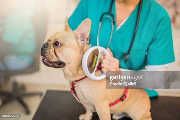 microchip scanning a young french bulldog. - pet fur stock pictures, royalty-free photos & images