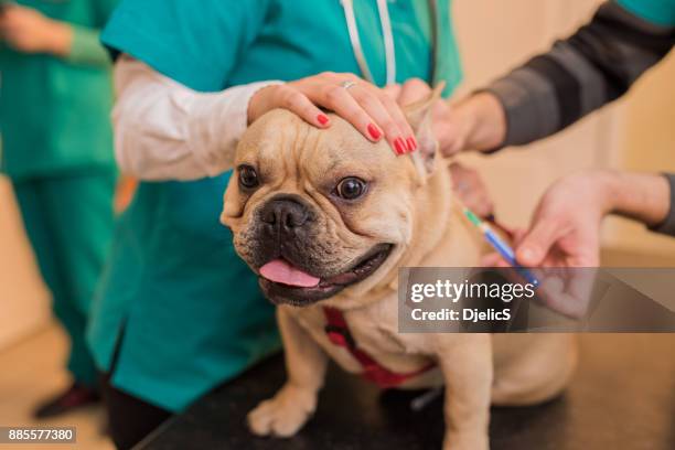 tierarzt impfen eine junge französische bulldogge. - bulldogge stock-fotos und bilder